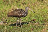 Limpkin